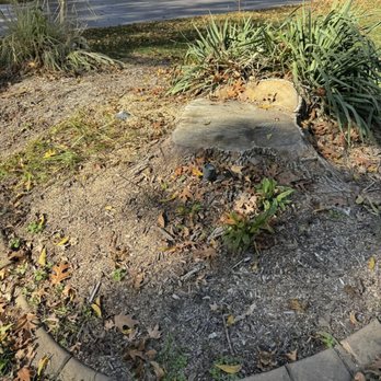 On The Grind Stump Removal - Tree Services Near Me On The Grind Stump Removal - Tree Services Near Me