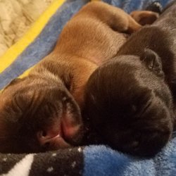 Pet Medical Center of Pasco - Frenchies 8 days old