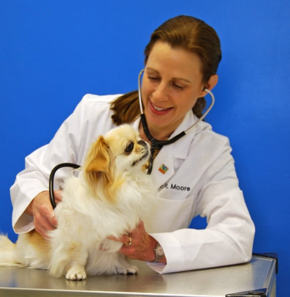 AFFORDABLE PETCARE HOSPITAL 13 Reviews 3875 Tamiami Trl E, Naples