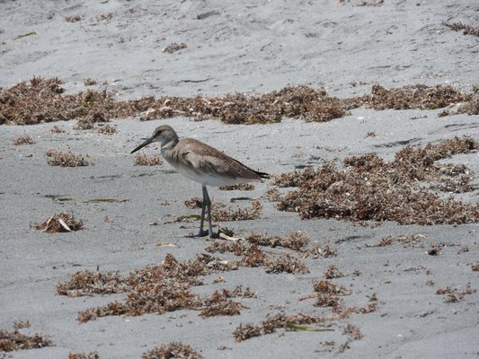 Caladesi Island State Park by null