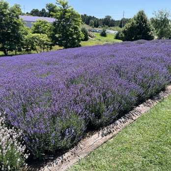 Lavender Hill Farm - Venues & Event Spaces Near Me - Boyne City, Michigan Lavender Hill Farm - Venues & Event Spaces Near Me - Boyne City, Michigan