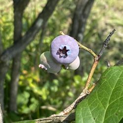 Peppers Blueberry Hill Farm - Ripe berries that quite literally burst with flavor