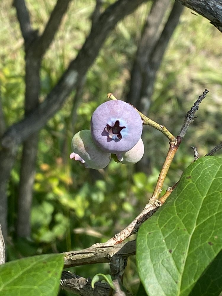 PEPPERS BLUEBERRY HILL FARM Updated August 2024 27 Photos 3290