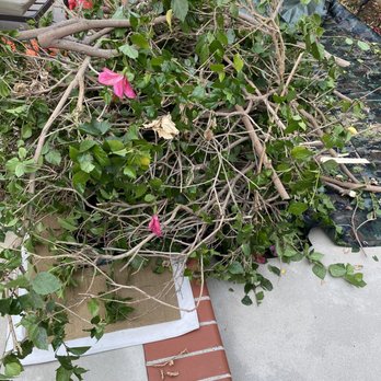 Premier Tree & Landscape - Hibiscus waste - Tree Services Near Me