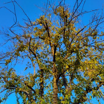 H & E Tree Service - It's struggling to be beautiful. - Tree Services Near Me