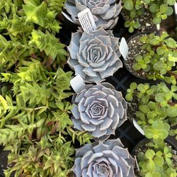 Armstrong Garden Centers - Succulent