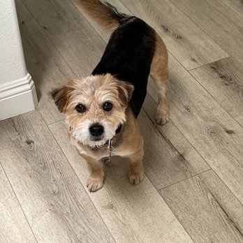 Bark Busters Home Dog Training - Abby - Pet Training Near Me