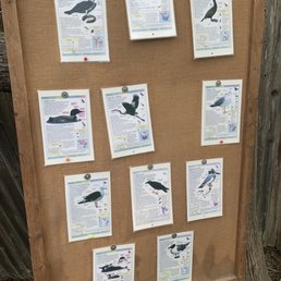 Different birds you can see