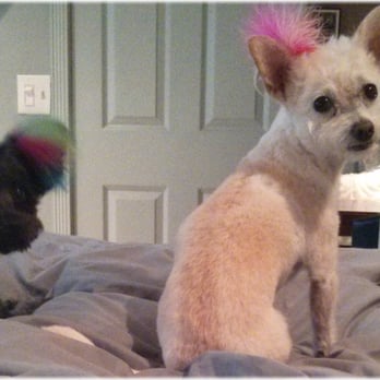 PetSmart - Feathers!....hahaha - Pet Training Near Me - Fountain Valley, California PetSmart - Feathers!....hahaha - Pet Training Near Me - Fountain Valley, California