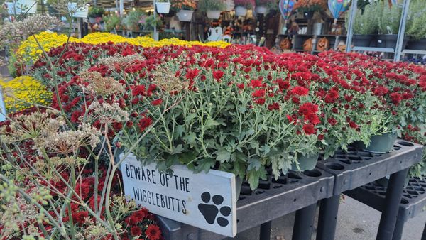 Auntie El's Farm Market by null
