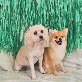 Tailored Pets - Lilly & Foxy Walker - Pet Groomers Near Me