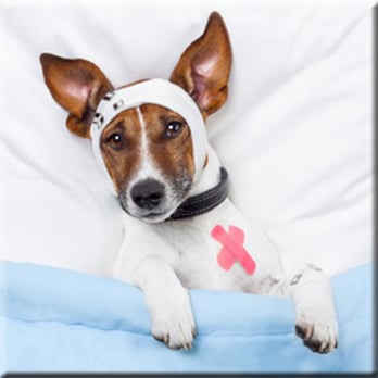 Trinity Veterinary Hospital - Full Service - Veterinarians Near Me - Stillwater, Oklahoma Trinity Veterinary Hospital - Full Service - Veterinarians Near Me - Stillwater, Oklahoma