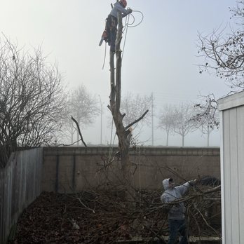 Tony's All Tree Service - This is Tony after the branches were cut down.  Working on the tree trunk.  Fabulous work!  I used Tony to trim my trees a year ago. - Tree Services Near Me