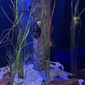 Mississippi Aquarium - Aquariums Near Me - Gulfport, Mississippi