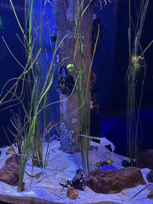 Mississippi Aquarium by null