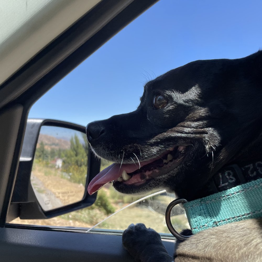 Emily's K9 Training - Nova is stoked to be going to train with Emily! - Pet Boarding Near Me - Castaic, California