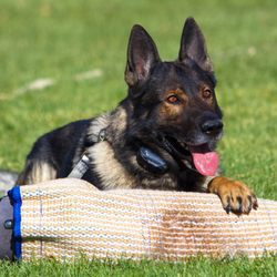 Advanced K9 Academy - Treek enjoying the sleeve