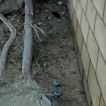 Performance Tree Service - Before tree was removed two sprinkler  heads . - Tree Services Near Me