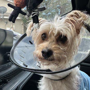 Littlerock Pet Clinic - This is Gigi - Veterinarians Near Me - Littlerock, California Littlerock Pet Clinic - This is Gigi - Veterinarians Near Me - Littlerock, California