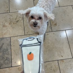 Dog Cookie for my baby Dog Cookie for my baby