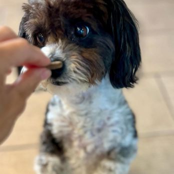 Heavenly Pet Resort - Pet Training Near Me - West Covina, California