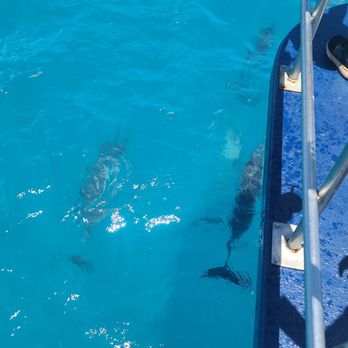 Ohana Fun Fishing - Dolphins beside the boat! SOOO cool - Boating Near Me - Honolulu, Hawaii