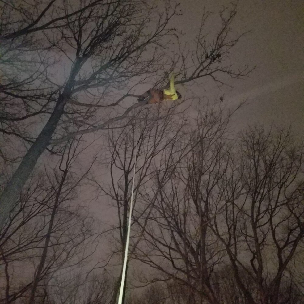 Tarzan Tree Removal - Tree Services Near Me Tarzan Tree Removal - Tree Services Near Me