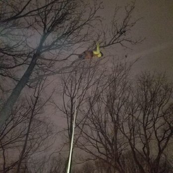 Tarzan Tree Removal - Tree Services Near Me Tarzan Tree Removal - Tree Services Near Me