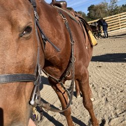 Castle Rock Arabians - Horse