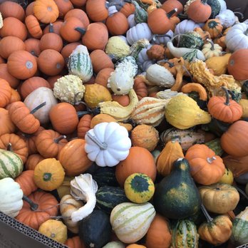 Clancy's Christmas Trees & Pumpkin Patch - Christmas Trees Near Me - San Francisco, California