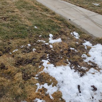 University Edge - I've lived in a lot of apartments in my life, but never have I seen so much dog crap - University Housing Near Me - South Bend, Indiana