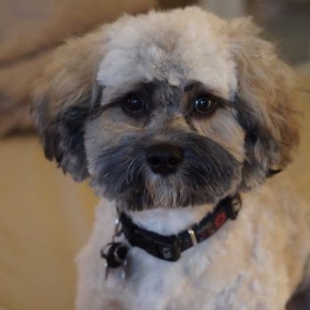 Lucky Dog Grooming - How do I look? Gil is ready for summer! - Pet Groomers Near Me - Denver, Colorado Lucky Dog Grooming - How do I look? Gil is ready for summer! - Pet Groomers Near Me - Denver, Colorado