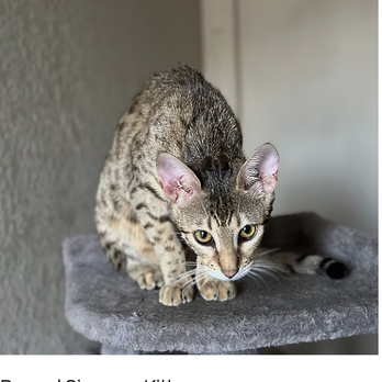 Azure Kittens - Pet Adoption Near Me