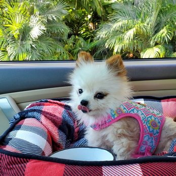 Boulevard Pet Hospital - Veterinarians Near Me - San Jose, California Boulevard Pet Hospital - Veterinarians Near Me - San Jose, California
