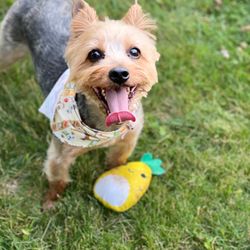 Barks & Bubbles - New toy from Barks & Bubbles!