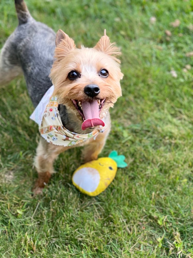 BARKS & BUBBLES Updated October 2024 87 Photos & 11 Reviews 12409