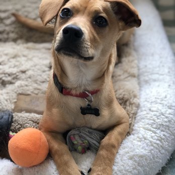 Animal Friends Rescue Project - Animal Shelters Near Me - Pacific Grove, California