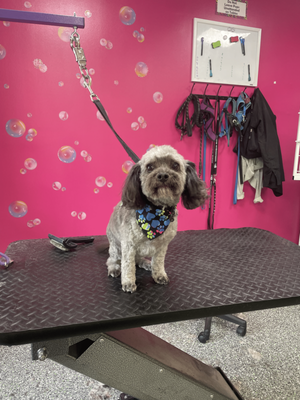 Doggy Style Salon by null