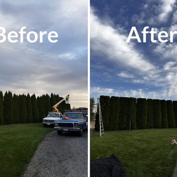 Gonzalez Tree Service - Arborvitae Trimming. - Tree Services Near Me Gonzalez Tree Service - Arborvitae Trimming. - Tree Services Near Me