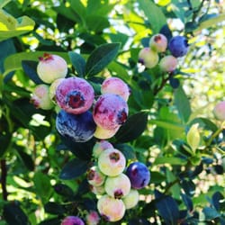 Amber Brooke Farms Williston - We went at the beginning of their season so there were still some blueberries not ripe yet, but definitely plenty ready to pick