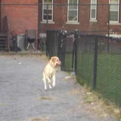 Nunziato Field Dog Park - Zoe running at Nunziato