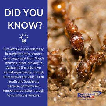 Professional Pestguard Exterminating Services - a group of ants - Pest Control Near Me - Weston, Florida Professional Pestguard Exterminating Services - a group of ants - Pest Control Near Me - Weston, Florida