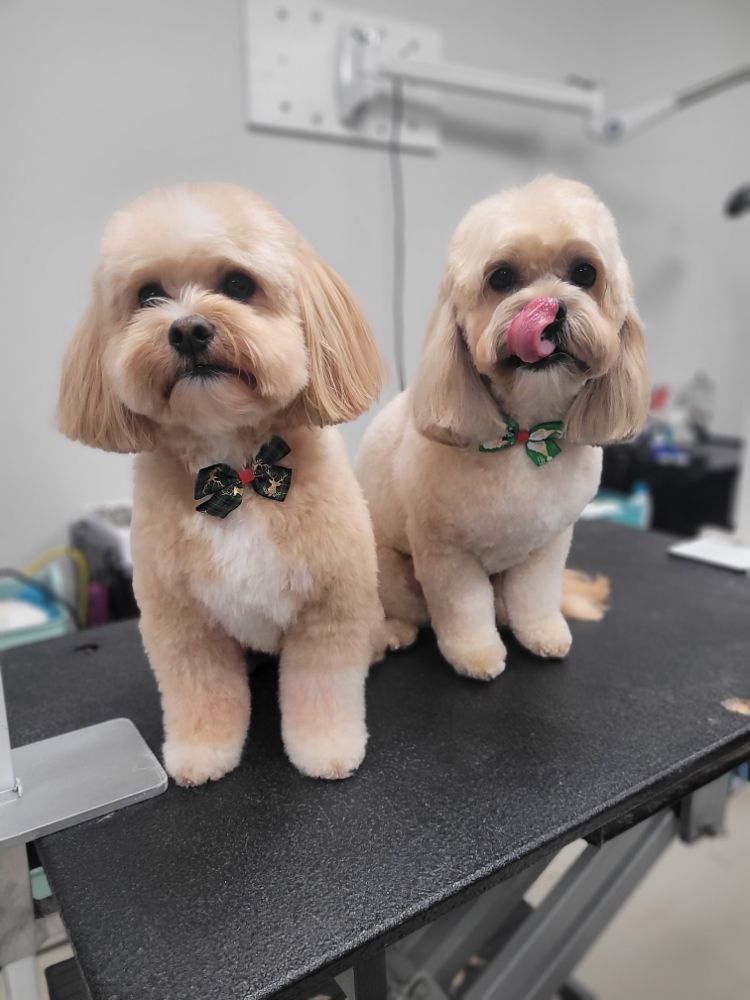 Doggie Delight Image
