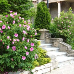 Period Garden Park - Late spring, Gorham St, entrance, Period Garden Park.