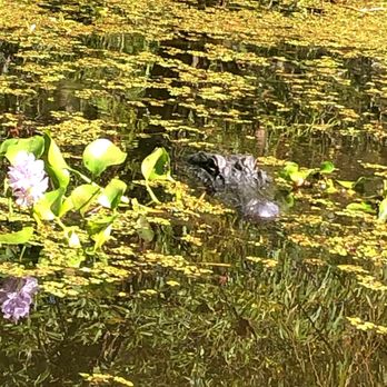 Ultimate Swamp Adventures - Tours Near Me - Westwego, Louisiana Ultimate Swamp Adventures - Tours Near Me - Westwego, Louisiana