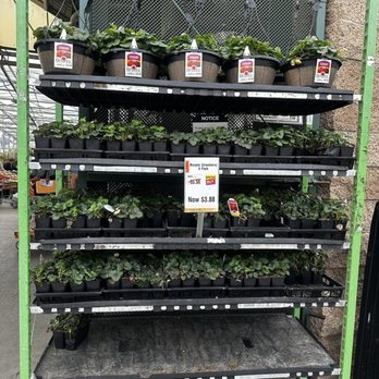 The Home Depot - Strawberry plants - Hardware Stores Near Me - El Monte, California The Home Depot - Strawberry plants - Hardware Stores Near Me - El Monte, California