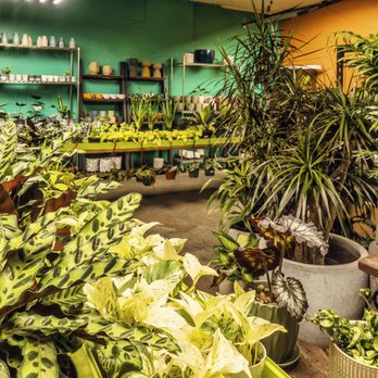 Jungle Box - Nurseries & Gardening Near Me - Phoenix, Arizona