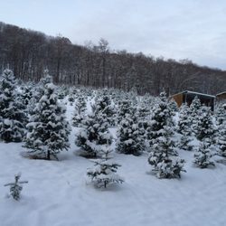 Abel's Trees