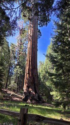 General Grant Tree by null