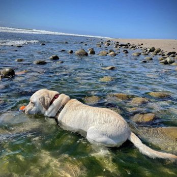 Sandy Paws Carpintera - I'd be there with honey! - Pet Training Near Me Sandy Paws Carpintera - I'd be there with honey! - Pet Training Near Me